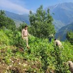 उत्तरकाशी : पुलिस एवं राजस्व की टीम ने अवैध रुप से उगाई गई अफीम की खेती को किया नष्ट, भूस्वामी के वि...