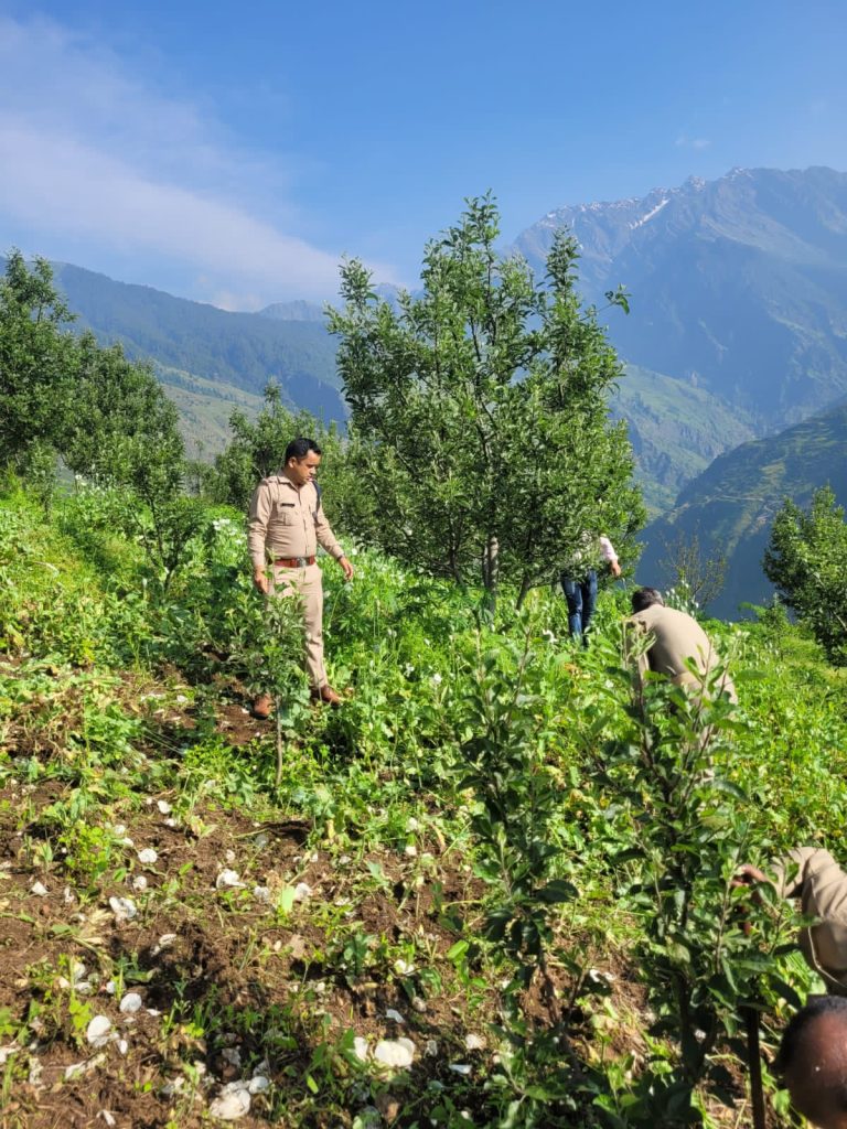 उत्तरकाशी : पुलिस एवं राजस्व की टीम ने अवैध रुप से उगाई गई अफीम की खेती को किया नष्ट, भूस्वामी के विरुद्ध FIR दर्ज