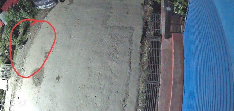 उत्त्तरकाशी : CCTV में कैद हुए सड़क पर घूमता गुलदार