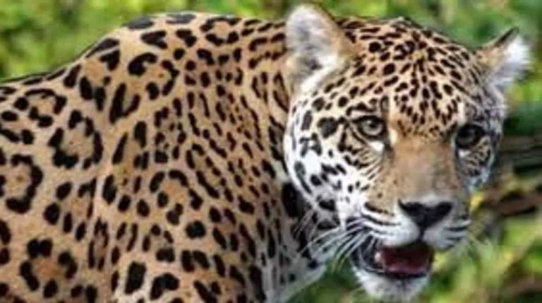 Breaking: घनसाली मे गुलदार को शूट करने के आदेश…