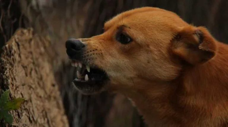 कुत्ता पालने के लिए ये करना हुआ जरूरी, वरना कटेगा चालान…