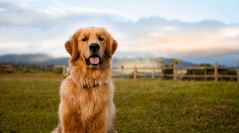 देहरादूनः कुत्ता पालने के लिए अब आपको करने होंगे ये  नए नियम फॉलो, जानें…