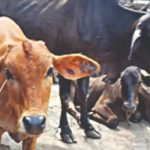 निराश्रित गौवंशीय पशुओं के लिए धामी सरकार का बड़ा कदम, बनेंगे गौसदन…
