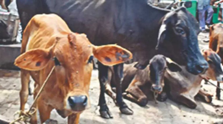 उत्तराखंडः 10 दिन में सड़कें होगी लावारिस गायों से मुक्त, सीएस ने दिए ये बड़े निर्देश…