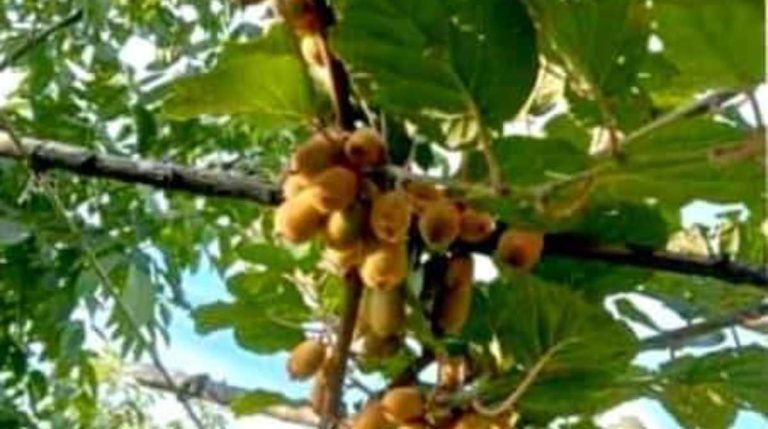 चमोली के दो भाईयों की मेहनत लाई रंग, किवी की खेती ने बदल दी किस्मत…