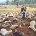 बागेश्वर कपकोट के दानपुर क्षेत्र में आसमानी बिजली गिरने से 121 भेड़-बकरियों की मौत…
