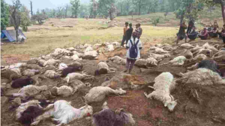 बागेश्वर कपकोट के दानपुर क्षेत्र में आसमानी बिजली गिरने से 121 भेड़-बकरियों की मौत…