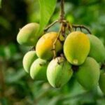 सेहत: कंही आम खाना आपकी सेहत के लिए नुकसान दायक न हो, पढ़ें ख़बर…