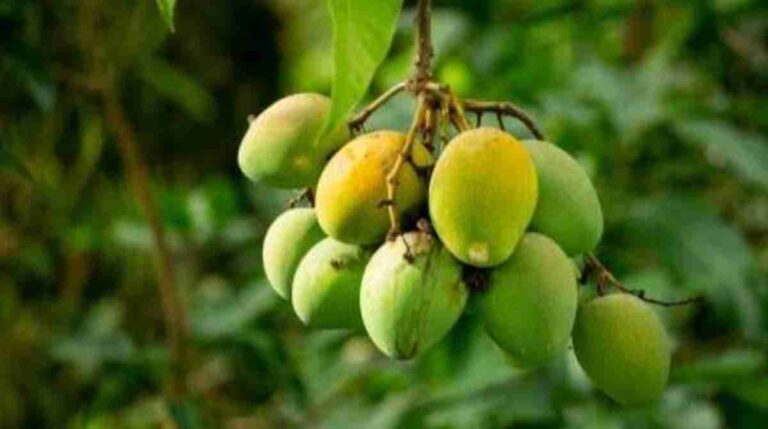 सेहत: कंही आम खाना आपकी सेहत के लिए नुकसान दायक न हो, पढ़ें ख़बर…