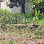 गजब: कंही पौधे रोपण तो कंही हरे पेड़ो पर चली आरी…