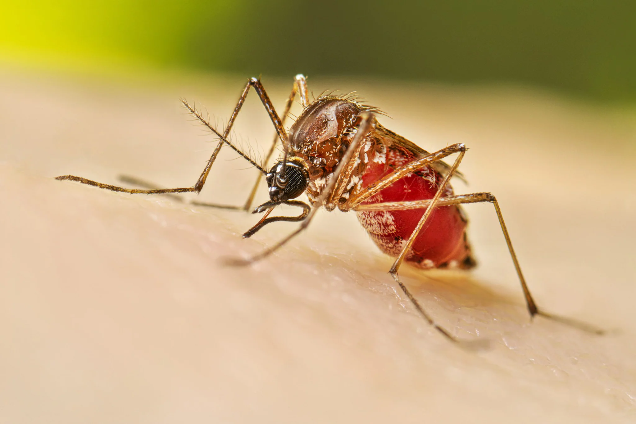 डेंगूः तेज बुखार है तो रहें सावधान, इस मौसम में तेजी से पनपते हैं एडीज मच्छर…