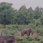 हादसा: हाथी ने एक बालिका को उतारा मौत के घाट, कोहराम…