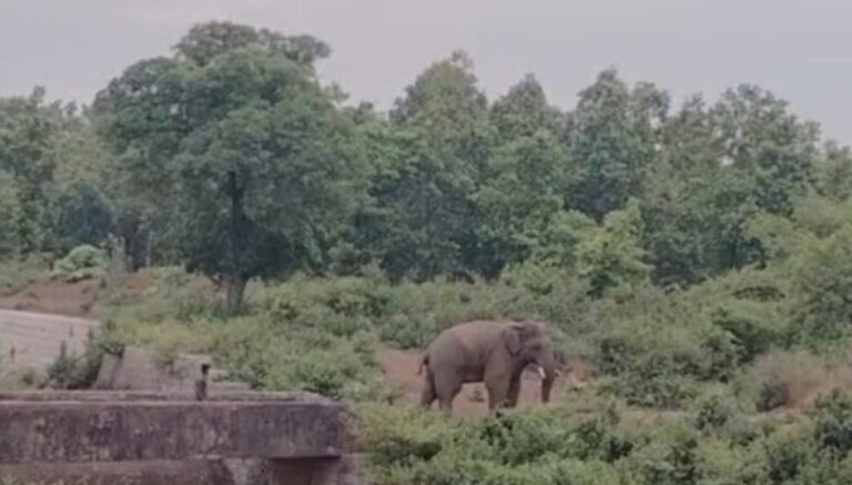 हादसा: हाथी ने एक बालिका को उतारा मौत के घाट, कोहराम…