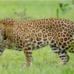 आक्रोश: आँगन से बच्चे को उठा ले गया गुलदार, ग्रामीणों मे आक्रोश…