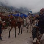 आवागमन: केदारनाथ मार्ग पर घोड़े- खच्चरों की आवाजाही शुरू…