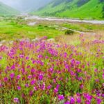 सर्दियों के लिए बंद हुई विश्व धरोहर फूलों की घाटी…